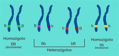 homozigoto e heterozigoto